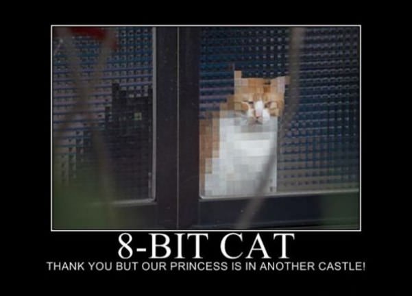 8 bit cat