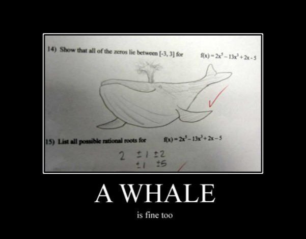 a whale