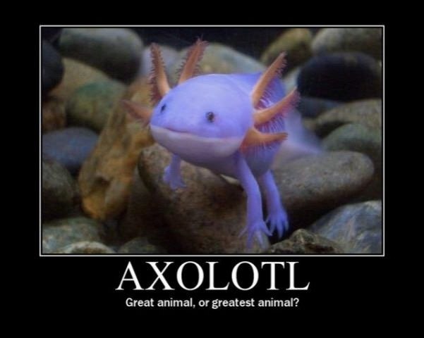 axolotl