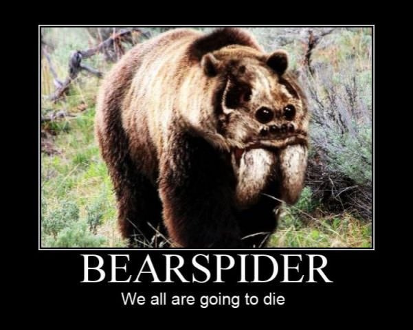 bear spider