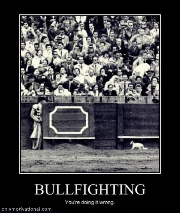 bull fighting