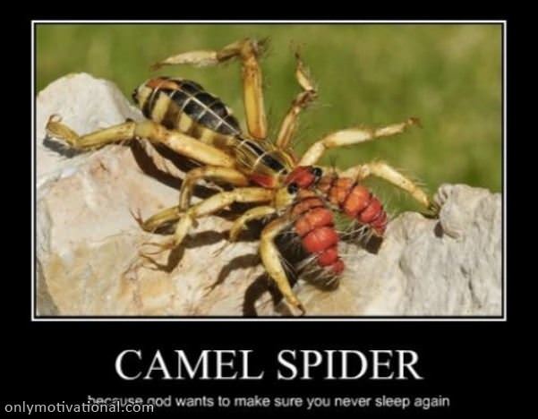 camel spider