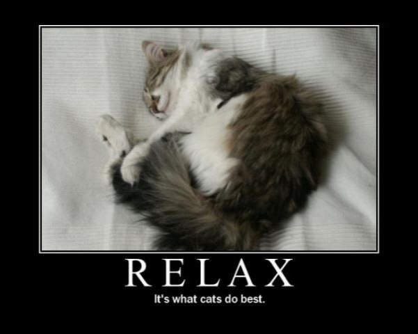 cats relax