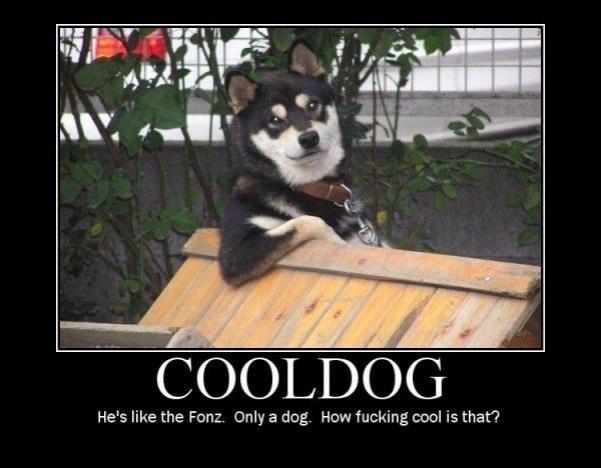 cool dog