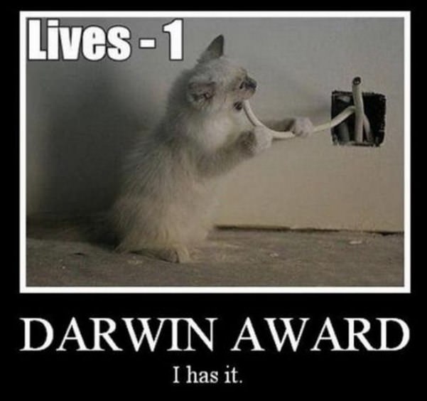 darwin award cat