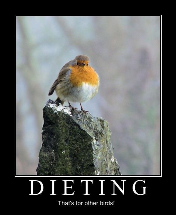 dieting bird