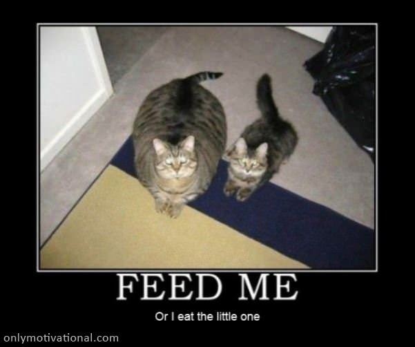 feed me