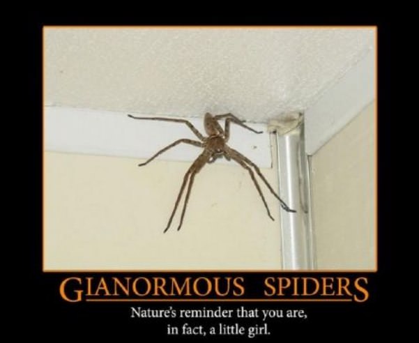 gianormous spiders