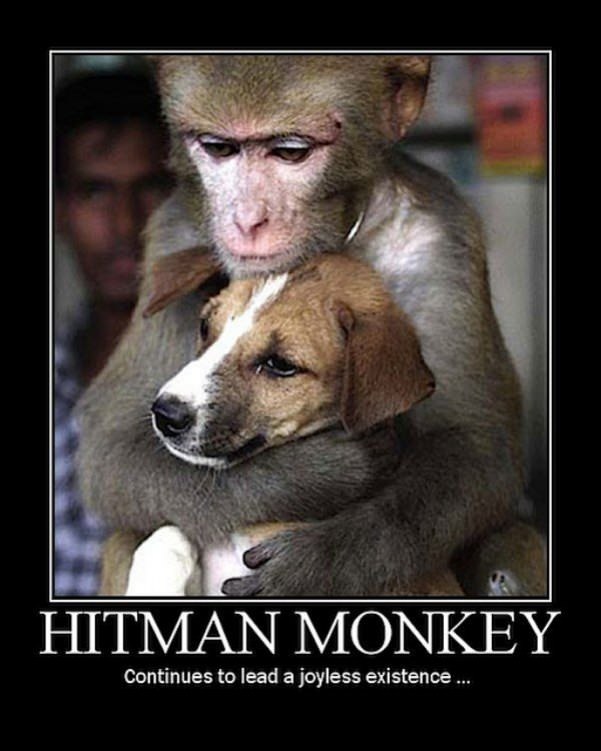 hitman monkey