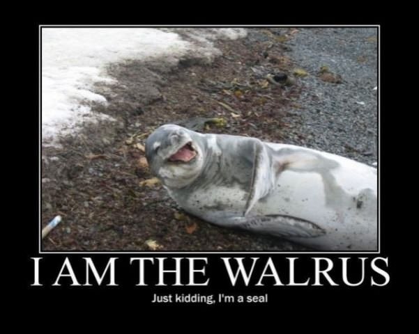 i am the walrus