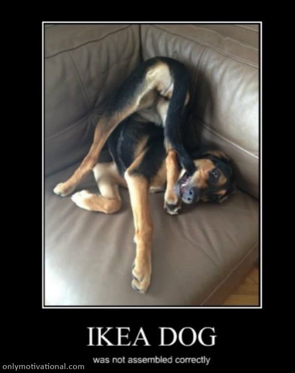 ikea dog