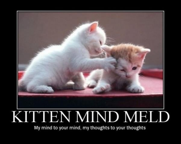 kitten mind meld