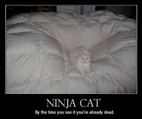 ninja cat