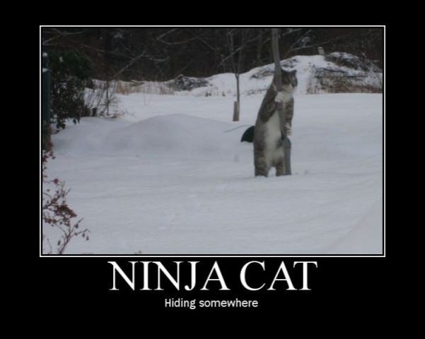 ninja cat is hiding