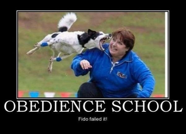 obedience school