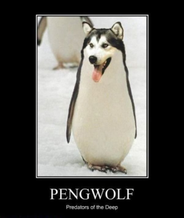 pengwolf