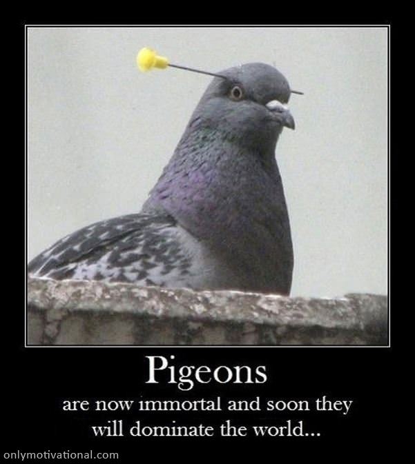 pigeons