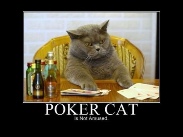 poker cat