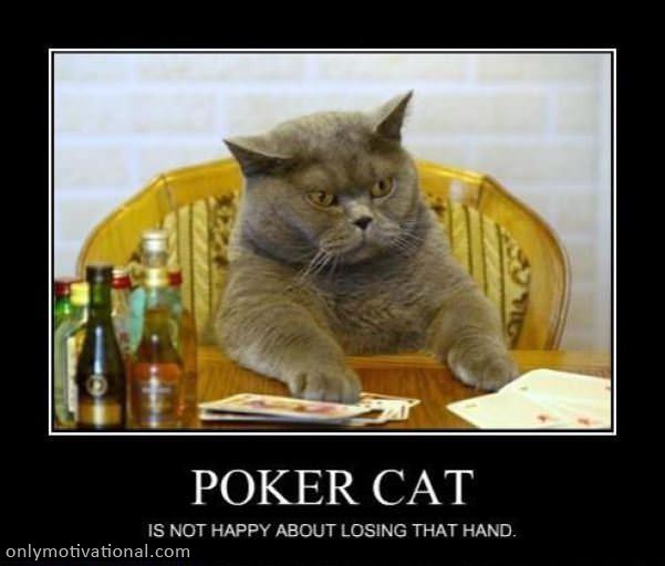 poker cat