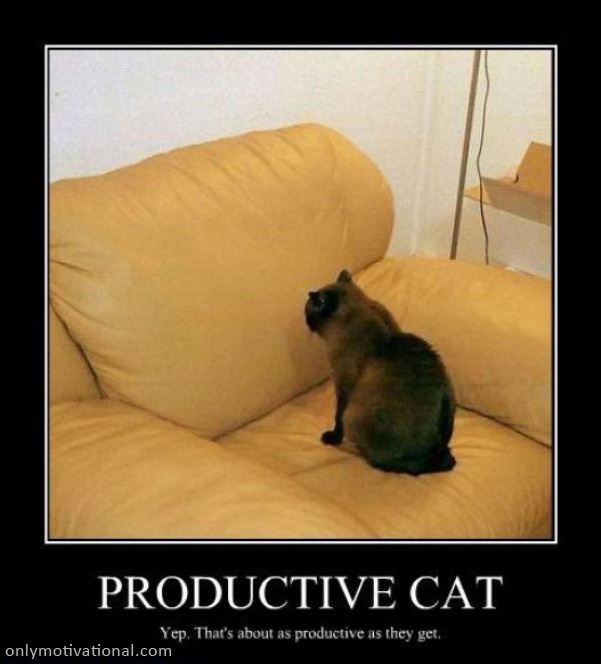 productive cat