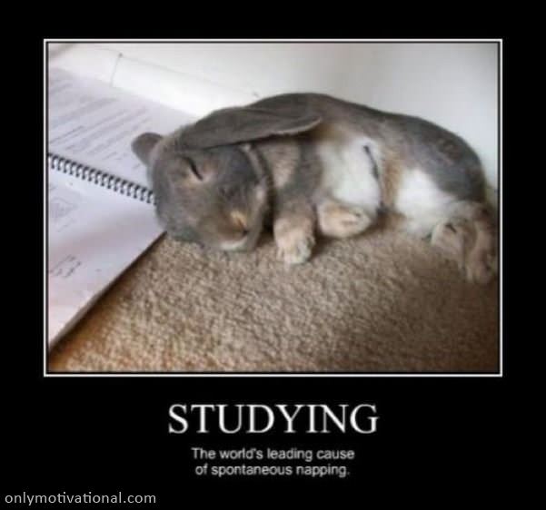 studying and napping