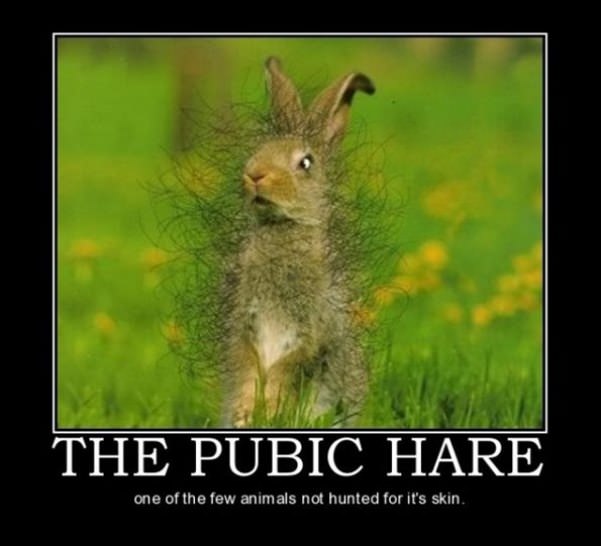 the pubic hare