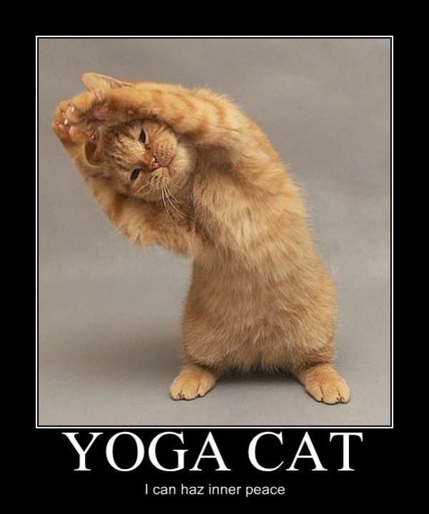 yoga cat