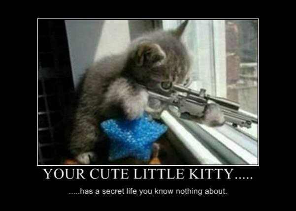 your cute kittys life